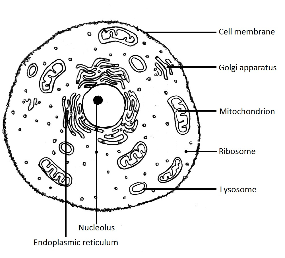 Endosymbiosis   the appearance of the eukaryotes