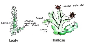 Leafy and Thallose