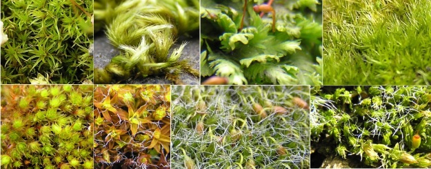 Mosses Found In Highgate Cemetery
