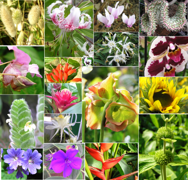 Flower Variety in Magnoliophyta