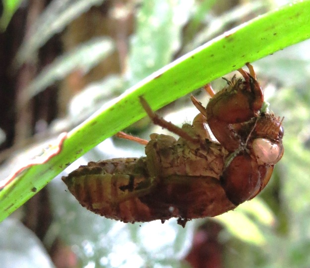 Larva in Ecuador