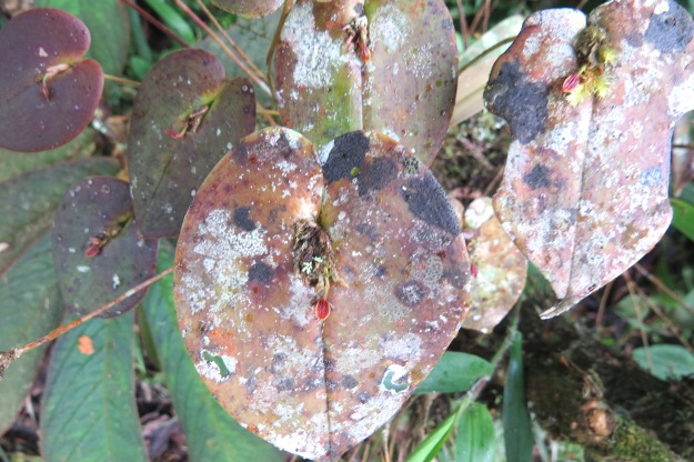 Diseased orchid leaf