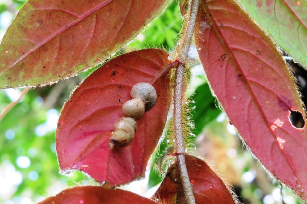 Insect galls on Columnea