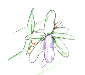 Danae racemosa flower close up