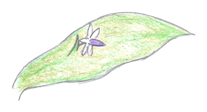 Danae racemosa leaf and flower