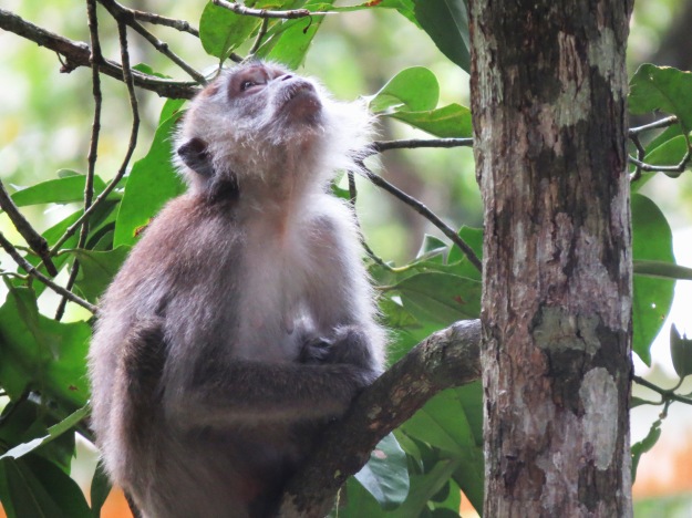 Macaque monkeys, Bako